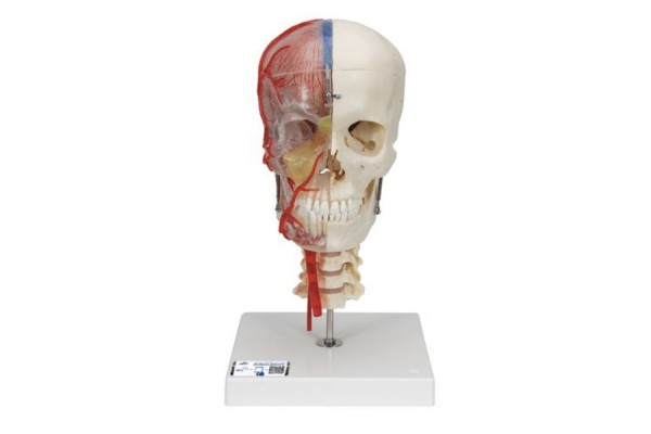 model czaszki ludzkiej bone, półprzezroczysty i półkostny, kompletny z mózgiem i kręgami - 3b smart anatomy - 1000064 [a283] 3b scientific modele anatomiczne 2